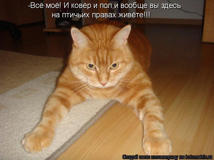 -Всё моё! И ковёр и пол,и вообще вы здесь на птичьих правах живёте!!!... Котоматрица: -Всё моё! И ковёр и пол,и вообще вы здесь на птичьих правах живёте!!!