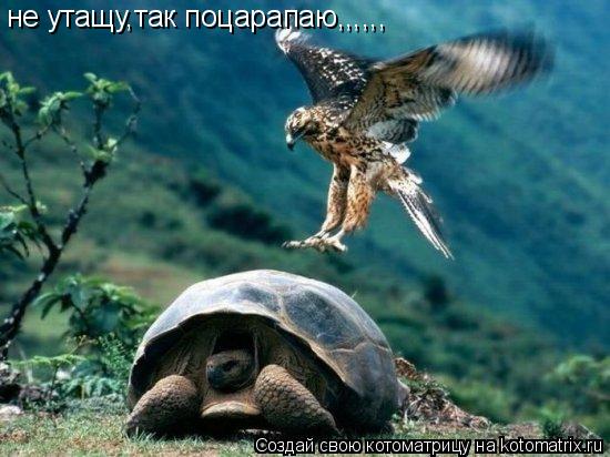 не утащу,так поцарапаю,,,,,,... Котоматрица: не утащу,так поцарапаю,,,,,,