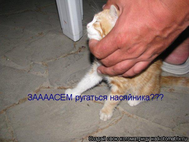 ЗААААСЕМ ругаться насяйника???... Котоматрица: ЗААААСЕМ ругаться насяйника???