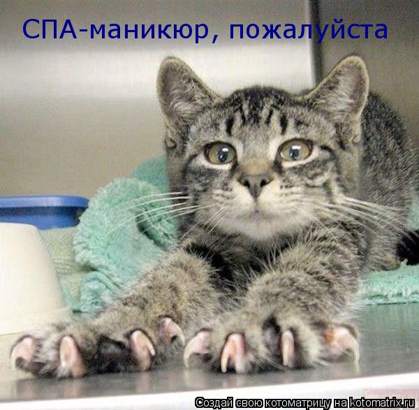 СПА-маникюр, пожалуйста... Котоматрица: СПА-маникюр, пожалуйста