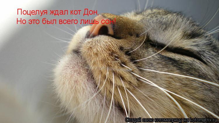 Поцелуя ждал кот Дон, Но это был всего лишь сон!... Котоматрица: Поцелуя ждал кот Дон, Но это был всего лишь сон!