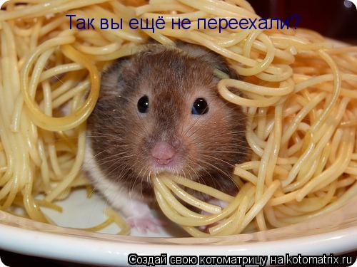 Котоматрица: Так вы ещё не переехали?