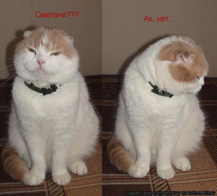 Котоматрица: Сметана??? Ах, нет...