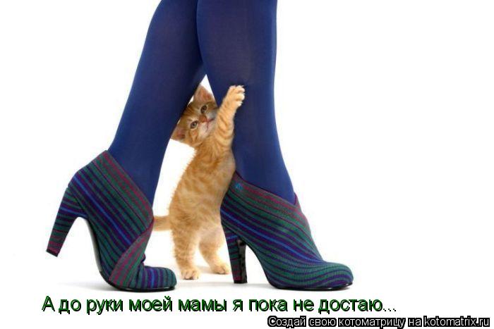 Котоматрица: А до руки моей мамы я пока не достаю...