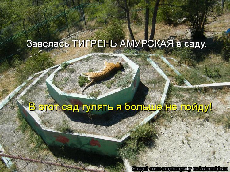 Котоматрица: Завелась ТИГРЕНЬ АМУРСКАЯ в саду. В этот сад гулять я больше не пойду!