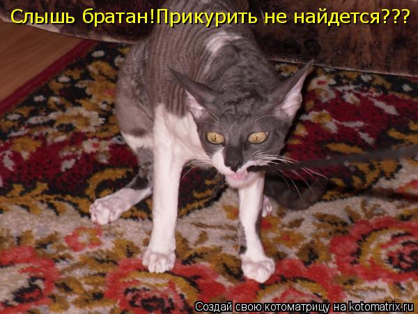 Котоматрица: Слышь братан!Прикурить не найдется???