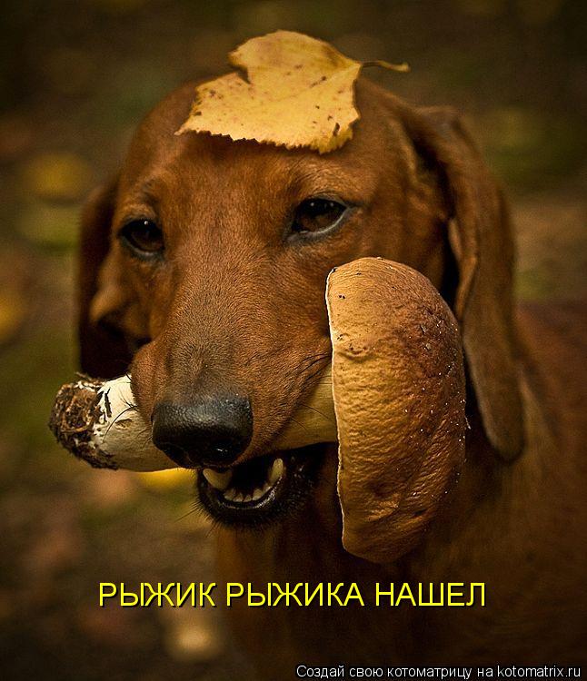 РЫЖИК РЫЖИКА НАШЕЛ... Котоматрица: РЫЖИК РЫЖИКА НАШЕЛ