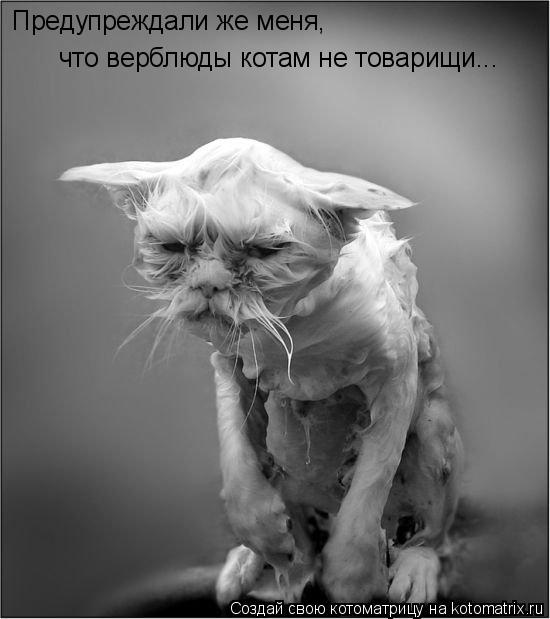 Предупреждали же меня, что верблюды котам не товарищи...... Котоматрица: Предупреждали же меня, что верблюды котам не товарищи...
