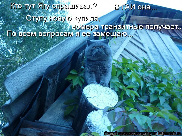 Кто тут Ягу спрашивал? В ГАИ она... Ступу новую купила, номера транзитные получает... По всем вопро... Котоматрица: Кто тут Ягу спрашивал? В ГАИ она... Ступу новую купила, номера транзитные получает... По всем вопросам я ее замещаю...
