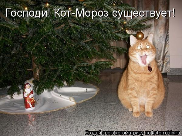 Господи! Кот-Мороз существует!... Котоматрица: Господи! Кот-Мороз существует!