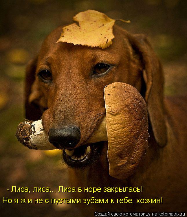 - Лиса, лиса... Лиса в норе закрылась! Но я ж и не с пустыми зубами к тебе, хозяин!... Котоматрица: - Лиса, лиса... Лиса в норе закрылась! Но я ж и не с пустыми зубами к тебе, хозяин!