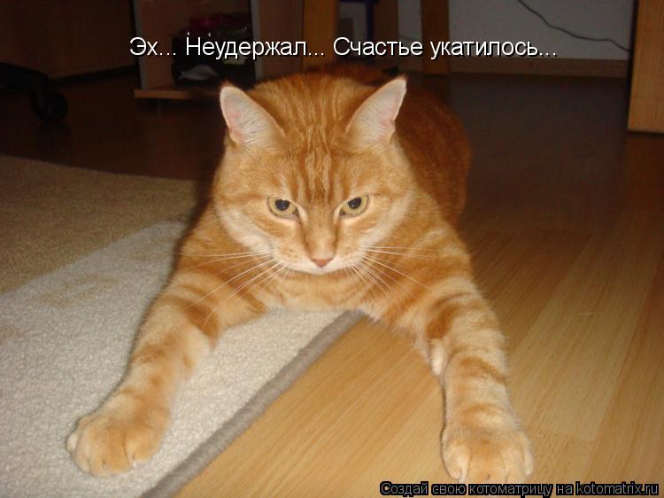 Эх... Неудержал... Счастье укатилось...... Котоматрица: Эх... Неудержал... Счастье укатилось...