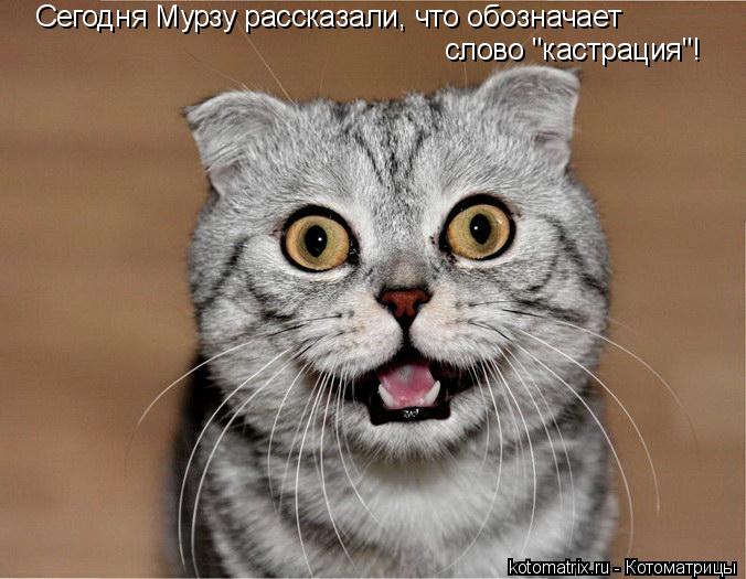 слово "кастрация"! Сегодня Мурзу рассказали, что обозначает... Котоматрица: слово "кастрация"! Сегодня Мурзу рассказали, что обозначает