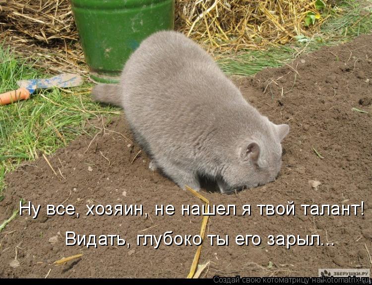 Котоматрица: Ну все, хозяин, не нашел я твой талант!  Видать, глубоко ты его зарыл...