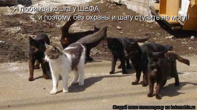 Я любимая кошка у ШЕФА, и поэтому, без охраны и шагу ступить не могу!!... Котоматрица: Я любимая кошка у ШЕФА, и поэтому, без охраны и шагу ступить не могу!!