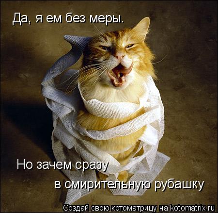 Да, я ем без меры. Но зачем сразу в смирительную рубашку Но зачем сразу в смирительную рубашку... Котоматрица: Да, я ем без меры. Но зачем сразу в смирительную рубашку Но зачем сразу в смирительную рубашку