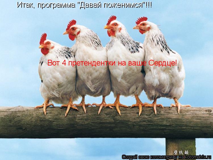 Итак, программа "Давай поженимся"!!! Вот 4 претендентки на ваше Сердце!... Котоматрица: Итак, программа "Давай поженимся"!!! Вот 4 претендентки на ваше Сердце!