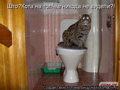 Што?Кота на толчке никода не видели?!... Котоматрица: Што?Кота на толчке никода не видели?!