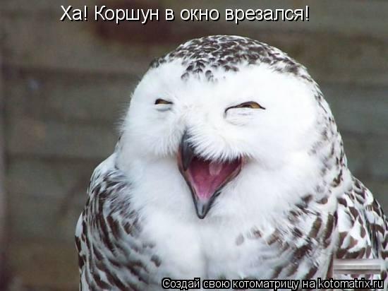 Ха! Коршун в окно врезался!... Котоматрица: Ха! Коршун в окно врезался!