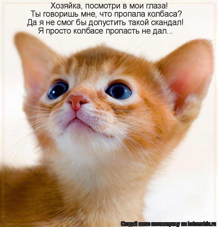 Хозяйка, посмотри в мои глаза! Ты говоришь мне, что пропала колбаса? Да я не смог бы допустить такой ... Котоматрица: Хозяйка, посмотри в мои глаза! Ты говоришь мне, что пропала колбаса? Да я не смог бы допустить такой скандал! Я просто колбасе пропасть не дал