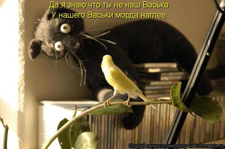 Да я знаю что ты не наш Васька. У нашего Васьки морда наглее.... Котоматрица: Да я знаю что ты не наш Васька. У нашего Васьки морда наглее.