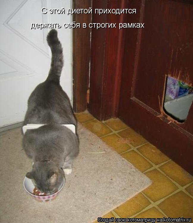 С этой диетой приходится держать себя в строгих рамках... Котоматрица: С этой диетой приходится держать себя в строгих рамках