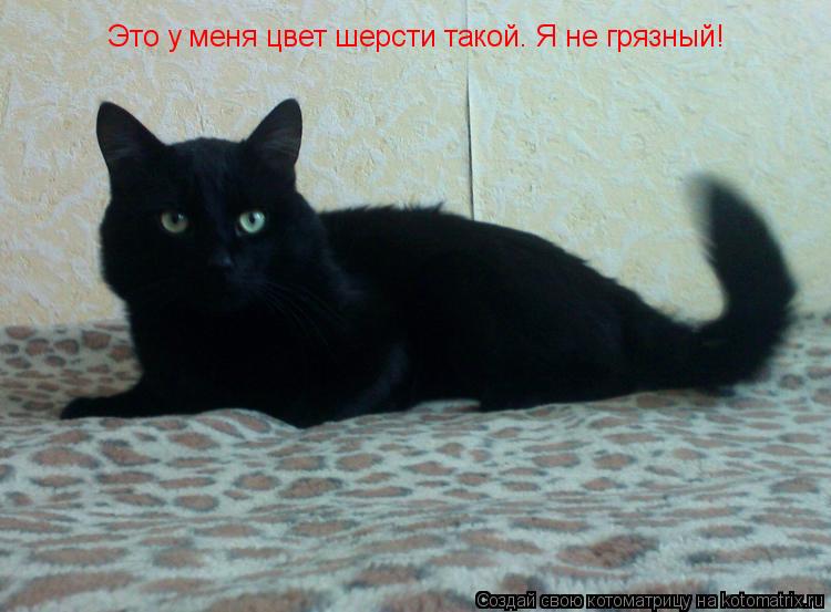 Это у меня цвет шерсти такой. Я не грязный!... Котоматрица: Это у меня цвет шерсти такой. Я не грязный!