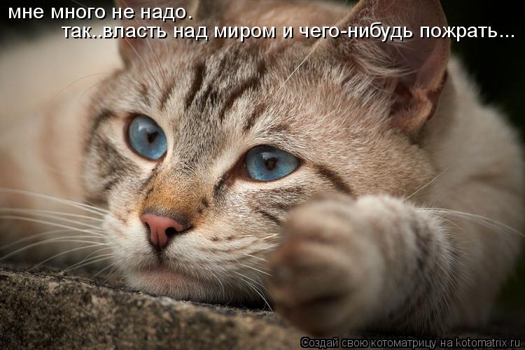 мне много не надо. так..власть над миром и чего-нибудь пожрать...... Котоматрица: мне много не надо. так..власть над миром и чего-нибудь пожрать...