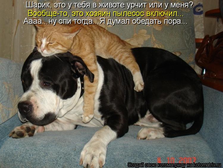Шарик, это у тебя в животе урчит или у меня? Вообще-то, это хозяин пылесос включил... Аааа...ну спи т... Котоматрица: Шарик, это у тебя в животе урчит или у меня? Вообще-то, это хозяин пылесос включил... Аааа...ну спи тогда...Я думал обедать пора...