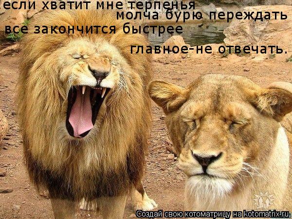 если хватит мне терпенья молча бурю переждать все закончится быстрее главное-не отвечать.... Котоматрица: если хватит мне терпенья молча бурю переждать все закончится быстрее главное-не отвечать.