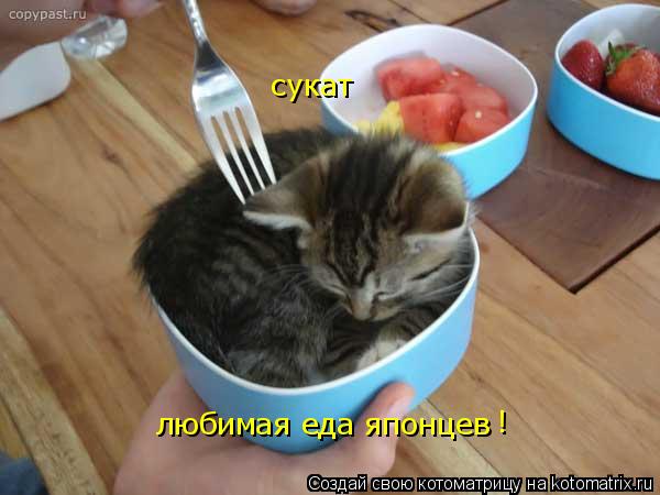 сукат любимая еда японцев !... Котоматрица: сукат любимая еда японцев !