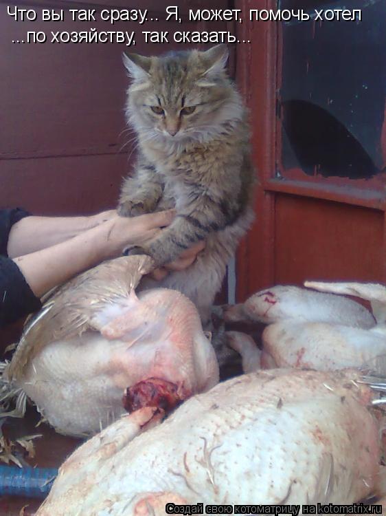 Что вы так сразу... Я, может, помочь хотел ...по хозяйству, так сказать...... Котоматрица: Что вы так сразу... Я, может, помочь хотел ...по хозяйству, так сказать...