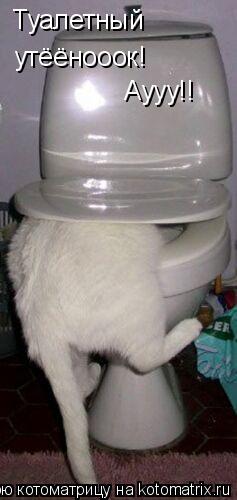 Туалетный утёёнооок! Аууу!!... Котоматрица: Туалетный утёёнооок! Аууу!!