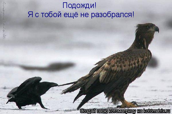Подожди! Я с тобой ещё не разобрался!... Котоматрица: Подожди! Я с тобой ещё не разобрался!