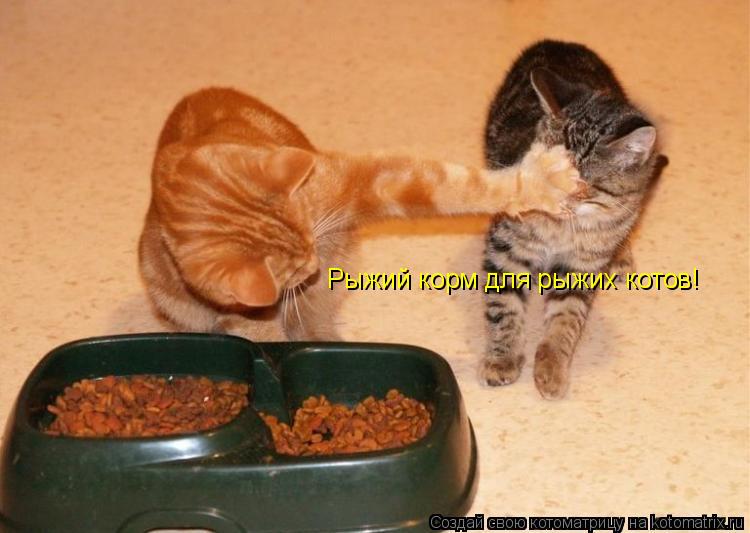 Рыжий корм для рыжих котов!... Котоматрица: Рыжий корм для рыжих котов!