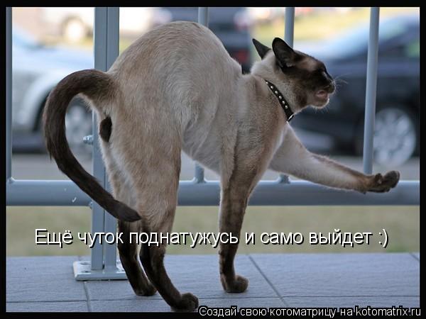 Ещё чуток поднатужусь и само выйдет :)... Котоматрица: Ещё чуток поднатужусь и само выйдет :)