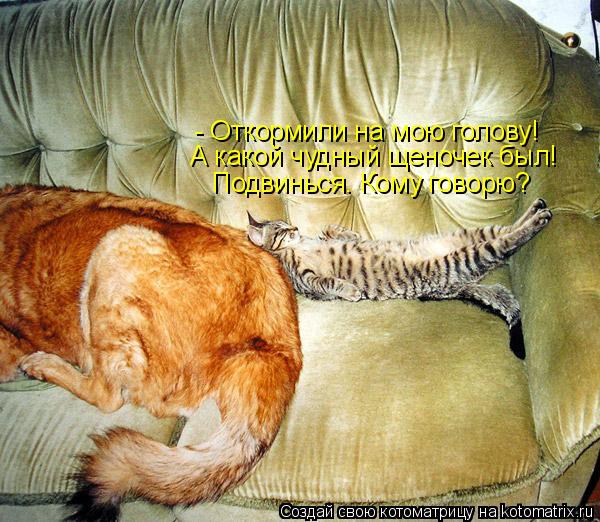 - Откормили на мою голову! А какой чудный щеночек был! Подвинься. Кому говорю?... Котоматрица: - Откормили на мою голову! А какой чудный щеночек был! Подвинься. Кому говорю?