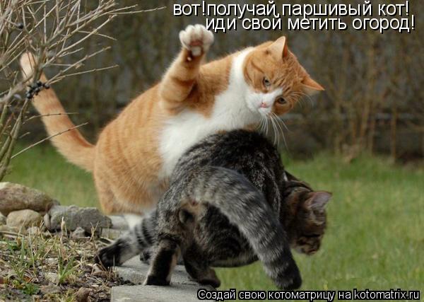 вот!получай,паршивый кот! иди свой метить огород!... Котоматрица: вот!получай,паршивый кот! иди свой метить огород!