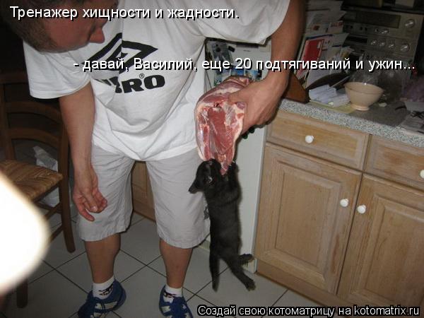 Тренажер хищности и жадности. - давай, Василий, еще 20 подтягиваний и ужин...... Котоматрица: Тренажер хищности и жадности. - давай, Василий, еще 20 подтягиваний и ужин...