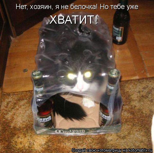 Нет, хозяин, я не белочка! Но тебе уже ХВАТИТ!... Котоматрица: Нет, хозяин, я не белочка! Но тебе уже ХВАТИТ!