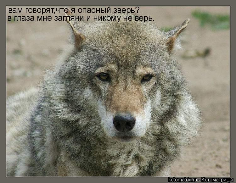 вам говорят,что я опасный зверь? в глаза мне загляни и никому не верь.... Котоматрица: вам говорят,что я опасный зверь? в глаза мне загляни и никому не верь.