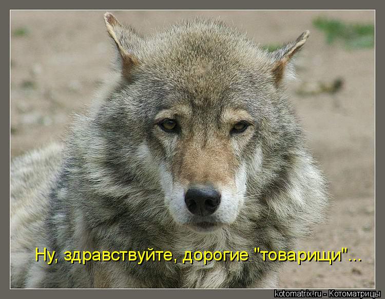 Котоматрица: Ну, здравствуйте, дорогие "товарищи"...