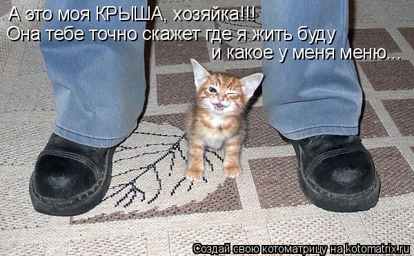 А это моя КРЫША, хозяйка!!! Она тебе точно скажет где я жить буду и какое у меня меню...... Котоматрица: А это моя КРЫША, хозяйка!!! Она тебе точно скажет где я жить буду и какое у меня меню...
