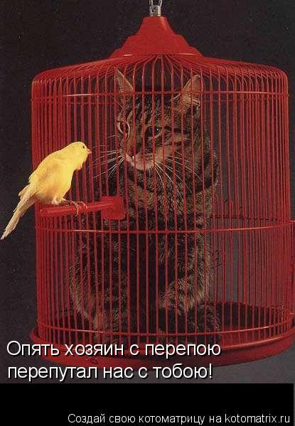 Опять хозяин с перепою перепутал нас с тобою!... Котоматрица: Опять хозяин с перепою перепутал нас с тобою!