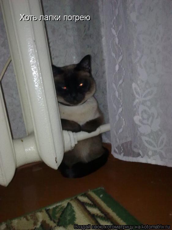 Хоть лапки погрею... Котоматрица: Хоть лапки погрею