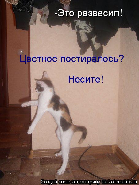 Цветное постиралось? Несите! -Это развесил!... Котоматрица: Цветное постиралось? Несите! -Это развесил!