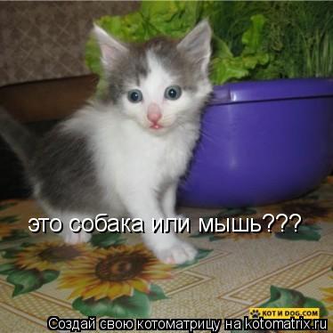 это собака или мышь???... Котоматрица: это собака или мышь???