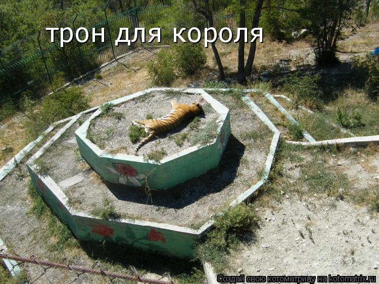 Котоматрица: трон для короля