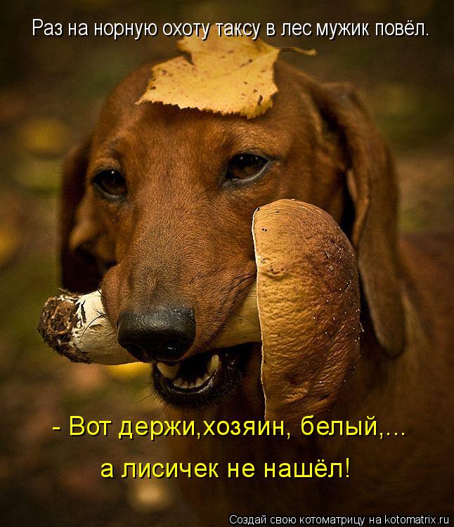 Котоматрица: Раз на норную охоту таксу в лес мужик повёл. а лисичек не нашёл! - Вот держи,хозяин, белый,...