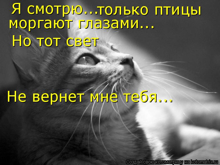 Котоматрица: Я смотрю... только птицы  моргают глазами... Но тот свет  Не вернет мне тебя...